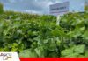 Leguminosas: raíces que ayudan a mejorar el suelo y sostener la producción El frejol forrajero también es una alternativa de manejo de suelo/ Foto: Anapo