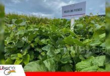 Leguminosas: raíces que ayudan a mejorar el suelo y sostener la producción El frejol forrajero también es una alternativa de manejo de suelo/ Foto: Anapo