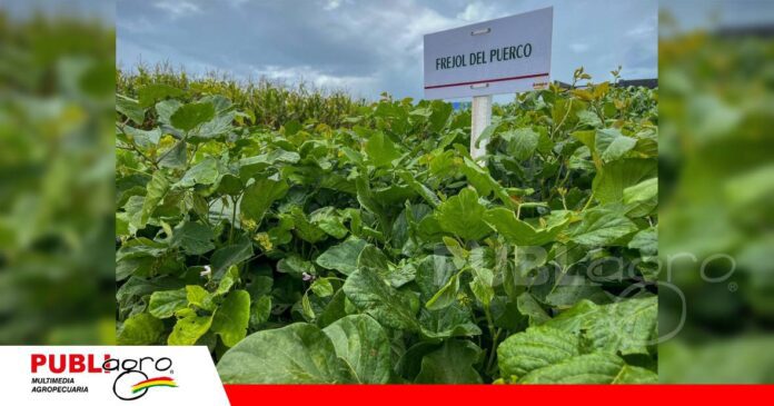 El frejol forrajero también es una alternativa de manejo de suelo/ Foto: Anapo