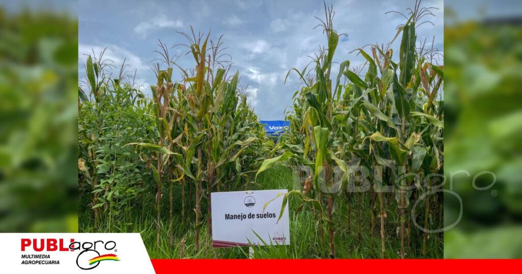 Mix de cultivos para manejos de suelo, sus raíces ayudan a descompacta/ Foto: Anapo