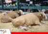 El Fleckvieh del altiplano llega a Expocruz 2026 de la mano de Casa Blanca El Fleckvieh que se desarrolla en el altiplano llega a Expocruz 2026/ Foto: Publiagro