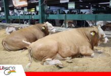 El Fleckvieh del altiplano llega a Expocruz 2026 de la mano de Casa Blanca El Fleckvieh que se desarrolla en el altiplano llega a Expocruz 2026/ Foto: Publiagro
