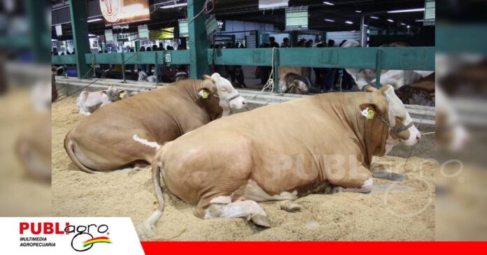 El Fleckvieh que se desarrolla en el altiplano llega a Expocruz 2026/ Foto: Publiagro