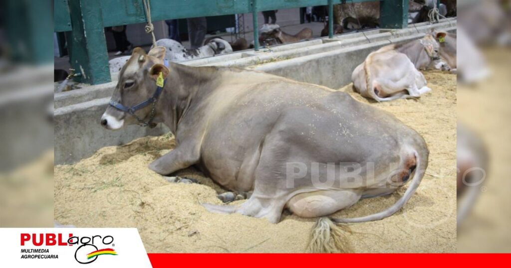 También tienen en feria cuatro Pardo Suizo/ Foto: Publiagro