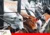 San Ignacio fortalece su oferta ganadera con un confinamiento para 15.000 bovinos Un confinamiento abre nuevas opciones para la ganadería chiquitana/ Foto: Internet