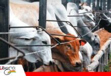 San Ignacio fortalece su oferta ganadera con un confinamiento para 15.000 bovinos Un confinamiento abre nuevas opciones para la ganadería chiquitana/ Foto: Internet