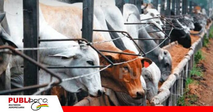 Un confinamiento abre nuevas opciones para la ganadería chiquitana/ Foto: Internet