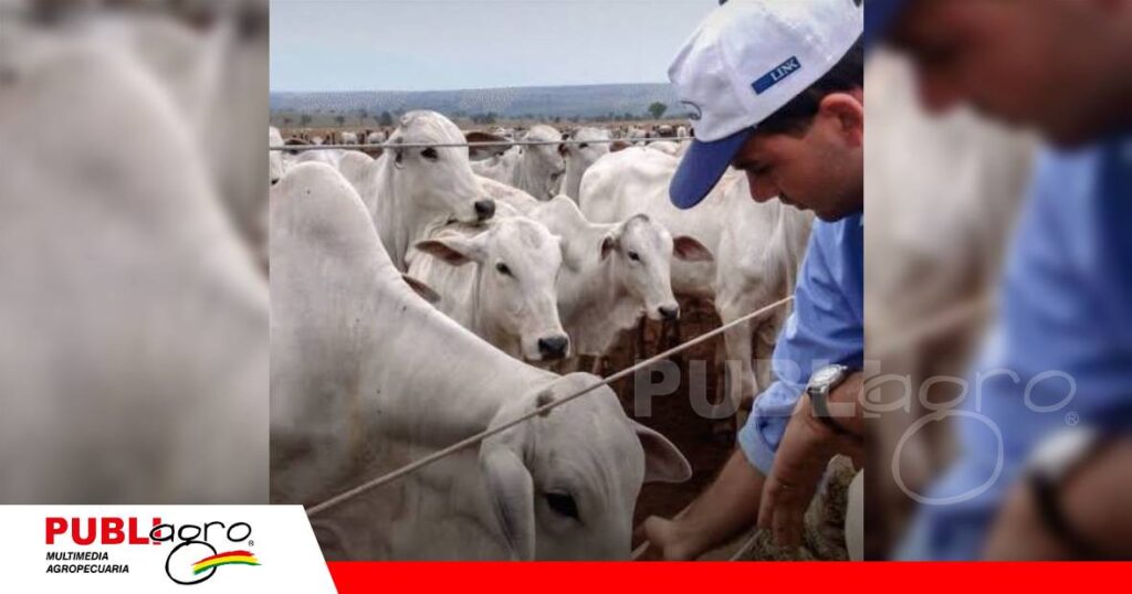Confinamiento bovino en San Ignacio/ Foto: Internet