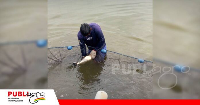 Manejo de reproductores de tambaquí/ Foto: Gobierno Autónomo Regional de Villa Montes