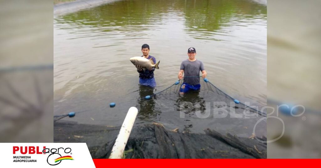 Villa Montes trabaja en la calidad reproductiva del tambaquí/ Foto: Gobierno Autónomo Regional de Villa Montes