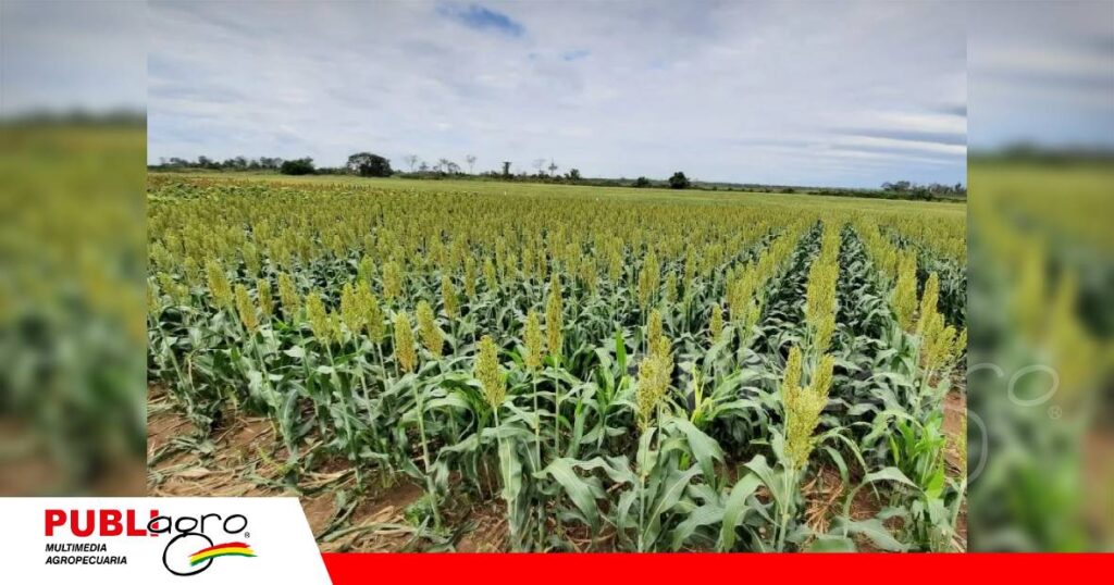 FOTO NOTAS WEB - 2026-09-23T195931.971 El sorgo sus raíces pueden llegar hasta dos metros de profundidad/ Foto: Internet