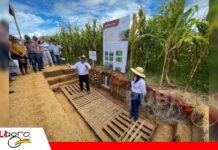 De uno a 40 metros: así exploran las raíces en busca de agua durante la sequía En una calicata se puede observar la profundidad de las raíces de algunos cultivos/ Foto: Anapo