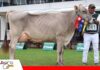Grandes campeones resaltan en el juzgamiento de razas lecheras Gran campeona Pardo Suizo/ Foto: Publiagro