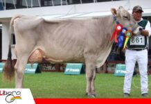 Grandes campeones resaltan en el juzgamiento de razas lecheras Gran campeona Pardo Suizo/ Foto: Publiagro