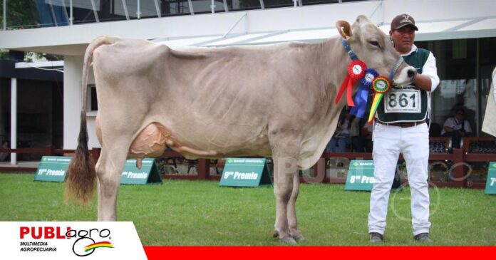 Gran campeona Pardo Suizo/ Foto: Publiagro