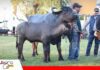 La ganadería bubalina avanza con genética de mayor calidad Mejoramiento genético en búfalos/ Foto: Publiagro