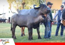 La ganadería bubalina avanza con genética de mayor calidad Mejoramiento genético en búfalos/ Foto: Publiagro