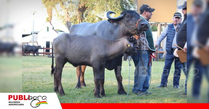 Mejoramiento genético en búfalos/ Foto: Publiagro