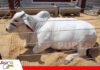 Concreríos amplía su propuesta para el sector agropecuario Del concreto al campo, Concreríos con su propuesta en San Luis del Cuchi/ Foto: Publiagro