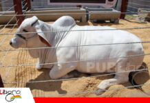 Concreríos amplía su propuesta para el sector agropecuario Del concreto al campo, Concreríos con su propuesta en San Luis del Cuchi/ Foto: Publiagro
