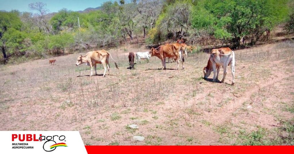 Ganado flaco por falta de alimento y agua/ Foto: Internet