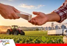 Gobierno crea fideicomiso de Bs 800 millones para créditos productivos al 6% y 6,5%: estos son los cuatro préstamos Gobierno lanza créditos para productores con tasas del 6% y 6,5%. (Foto: imagen referencial creada con IA)