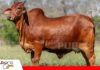 Sindi El Shofar apuesta por una genética funcional, adaptada y productiva Genética pura de Sindi El Shofar/ Foto: Publiagro