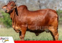 Sindi El Shofar apuesta por una genética funcional, adaptada y productiva Genética pura de Sindi El Shofar/ Foto: Publiagro