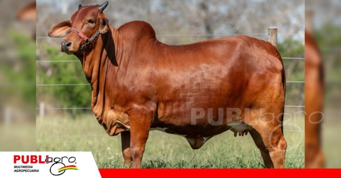 FOTO NOTAS WEB - 2026-09-29T072236.381 Genética pura de Sindi El Shofar/ Foto: Publiagro