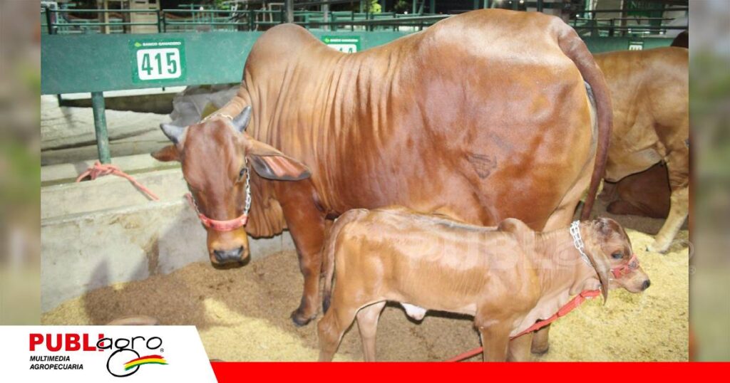 FOTO NOTAS WEB - 2026-09-29T072303.025 Algunas hembras que fueron llevadas a Expocruz/ Foto: Publiagro