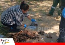 SENASAG refuerza vigilancia ante presencia del Caracol Gigante Africano en Trinidad Trinidad activa operativo contra el Caracol Gigante Africano/ Foto: Senasag
