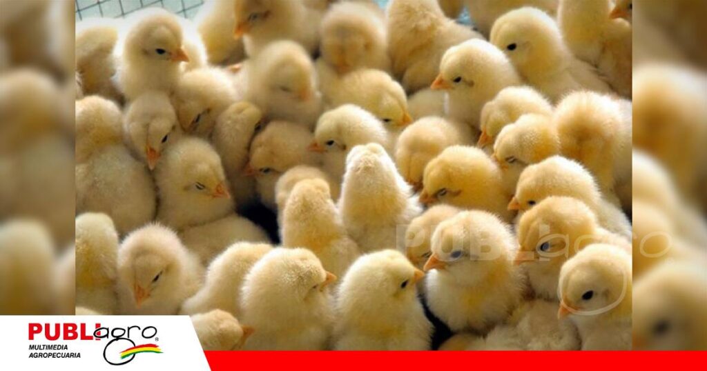 FOTO NOTAS WEB - 2026-09-29T073744.519 Incremento en el precio del pollito BB/ Foto: Internet