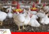 Avicultores se declaran en emergencia por sobreproducción y costos Avicultores piden medidas ante la presión sobre sus costos/ Foto: Internet