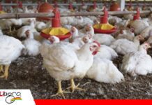 Avicultores se declaran en emergencia por sobreproducción y costos Avicultores piden medidas ante la presión sobre sus costos/ Foto: Internet