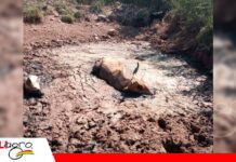 Sequía avanza en el Chaco chuquisaqueño y pone en riesgo a miles de cabezas de ganado Alerta por falta de agua en Chuquisaca/ Foto: AGADECH
