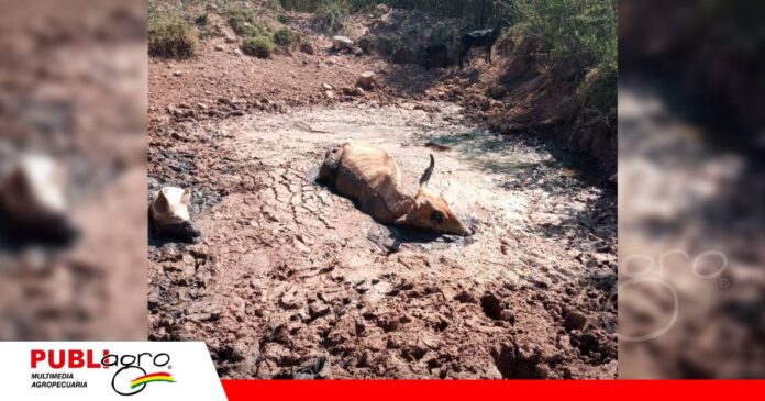 FOTO NOTAS WEB - 2026-09-29T164357.488 Alerta por falta de agua en Chuquisaca/ Foto: AGADECH