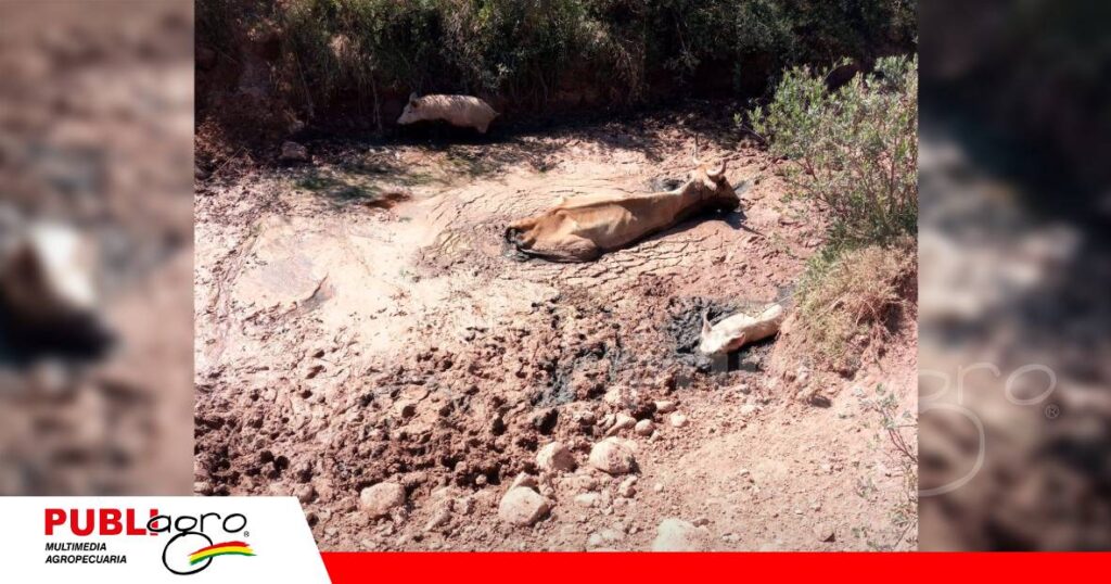 FOTO NOTAS WEB - 2026-09-29T164428.212 Ganado en riesgo por falta de agua/ Foto: AGAMDECH