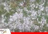 Fuerte granizada afecta cultivos y producción frutícola en comunidades del sur de Pucará Temporal con granizada y vientos intensos/ Foto: Internet