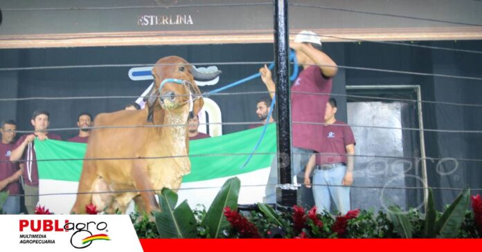 FOTO NOTAS WEB - 2026-09-30T075950.092 Embrión de alta genética alcanza el costo más alto de la historia/ Foto: Publiagro