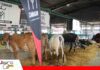 Cabaña Canaán muestra su genética Girolando con campeonatos en Expocruz Canaán destaca con su genética Girolando/ Foto: Publiagro