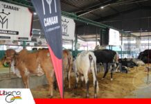 Cabaña Canaán muestra su genética Girolando con campeonatos en Expocruz Canaán destaca con su genética Girolando/ Foto: Publiagro
