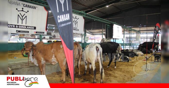 FOTO NOTAS WEB - 2026-09-30T080052.325 Canaán destaca con su genética Girolando/ Foto: Publiagro