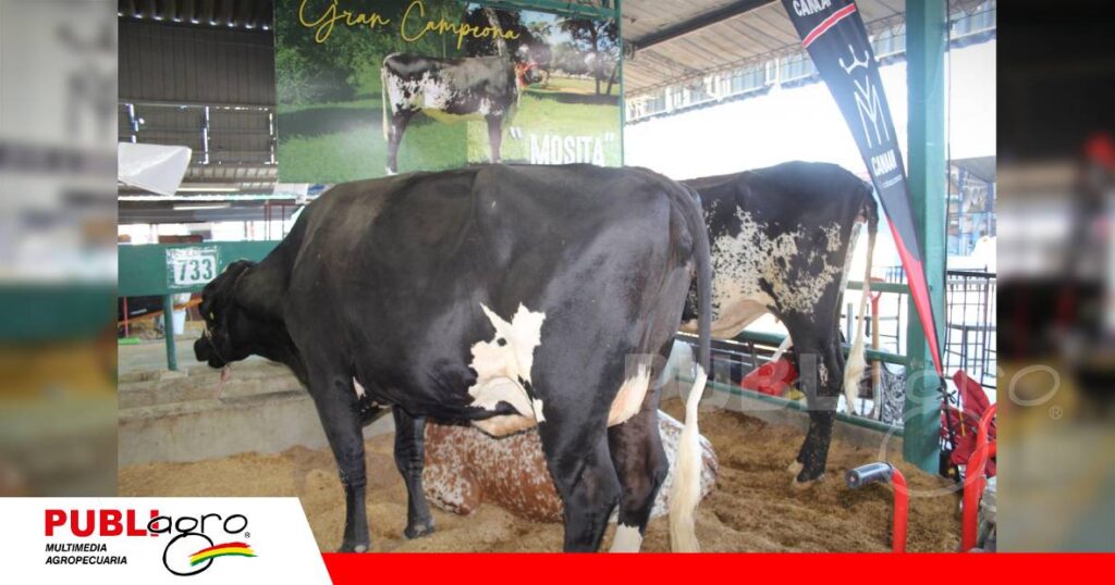 FOTO NOTAS WEB - 2026-09-30T080113.062 La genética Girolando de cabaña Canaán gana protagonismo/ Foto: Publiagro
