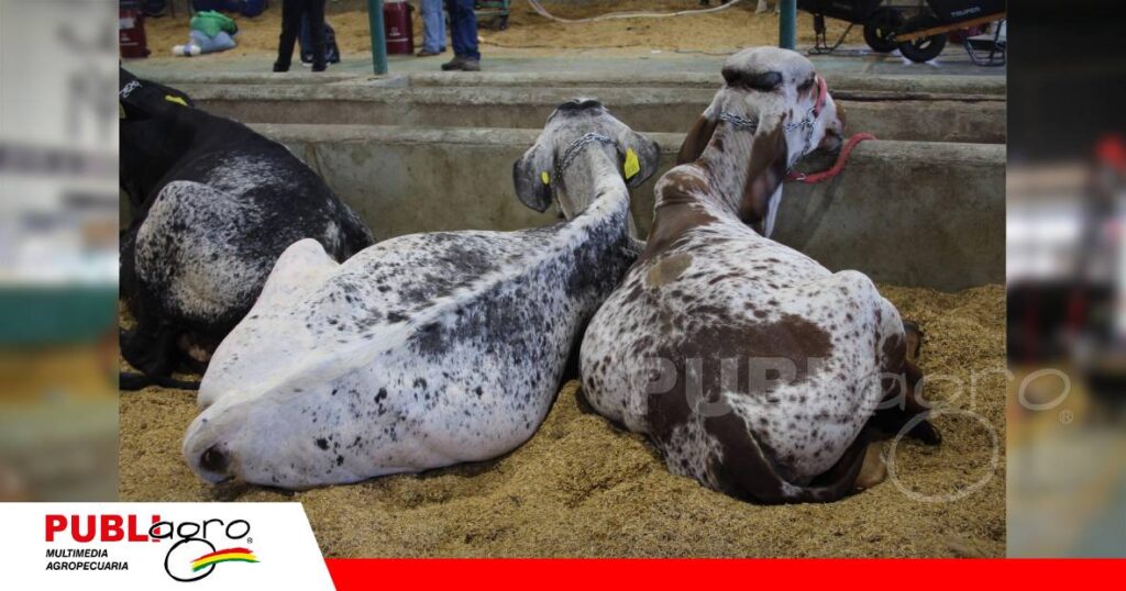 FOTO NOTAS WEB - 2026-09-30T080125.310 Canaán lleva su genética lechera a las pistas/ Foto: Publiagro
