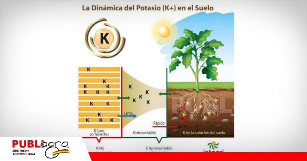 Diagnóstico nutricional: la importancia del potasio en los cultivos/ Foto: Intagri