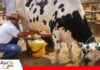 Productores lecheros buscan nuevo precio para la leche cruda El sector considera elevar el valor de Bs 5 a Bs 10 por litro/ Foto: Internet