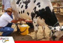 Productores lecheros buscan nuevo precio para la leche cruda El sector considera elevar el valor de Bs 5 a Bs 10 por litro/ Foto: Internet