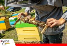 El manejo de colmenas madre abre paso a una crianza de abejas reinas con mayor control genético La crianza de abejas reinas/ Foto: Internet