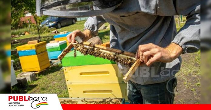 La crianza de abejas reinas/ Foto: Internet