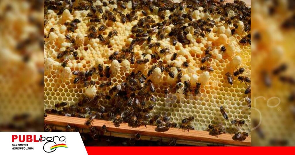 Mejoramiento genético de abejas reinas/ Foto: Internet
